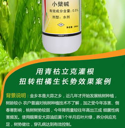 草莓病害防治與營養(yǎng)健康咨詢